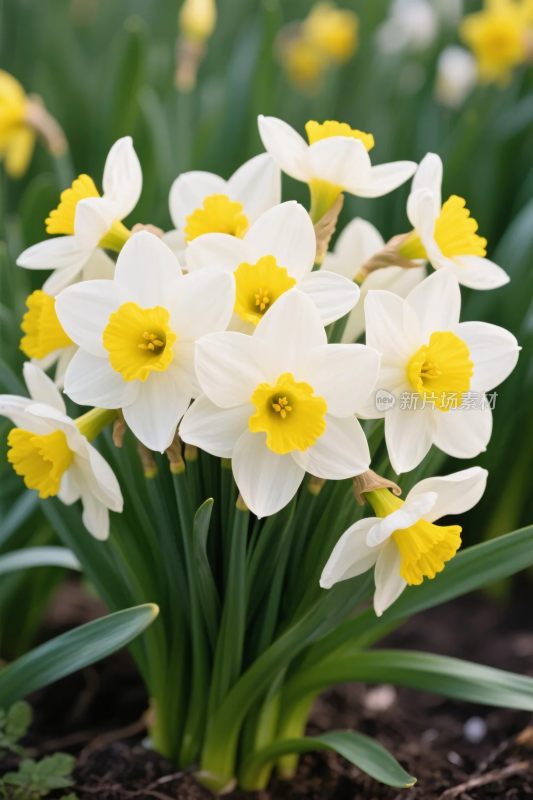 水仙花花束特写