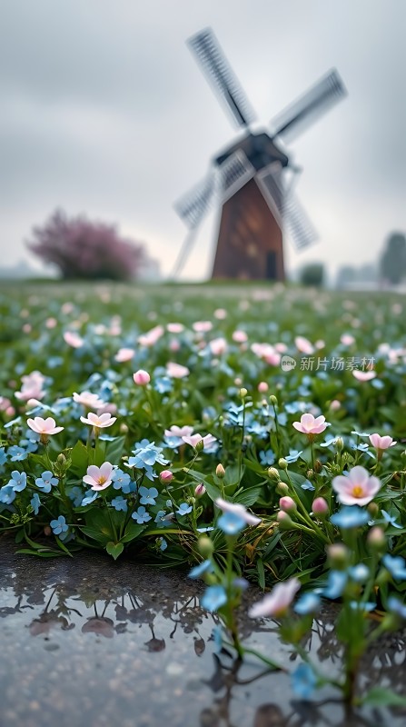 风车花海春意盎然
