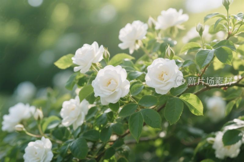 白色玫瑰花丛景观