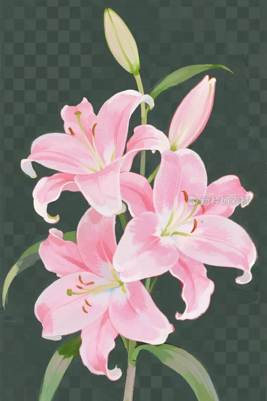 粉色百合花插画