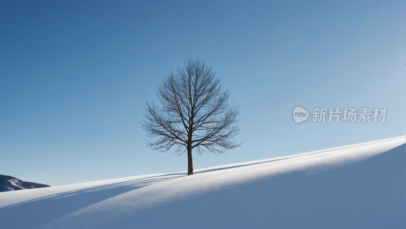 雪中的一棵树高清风景图片