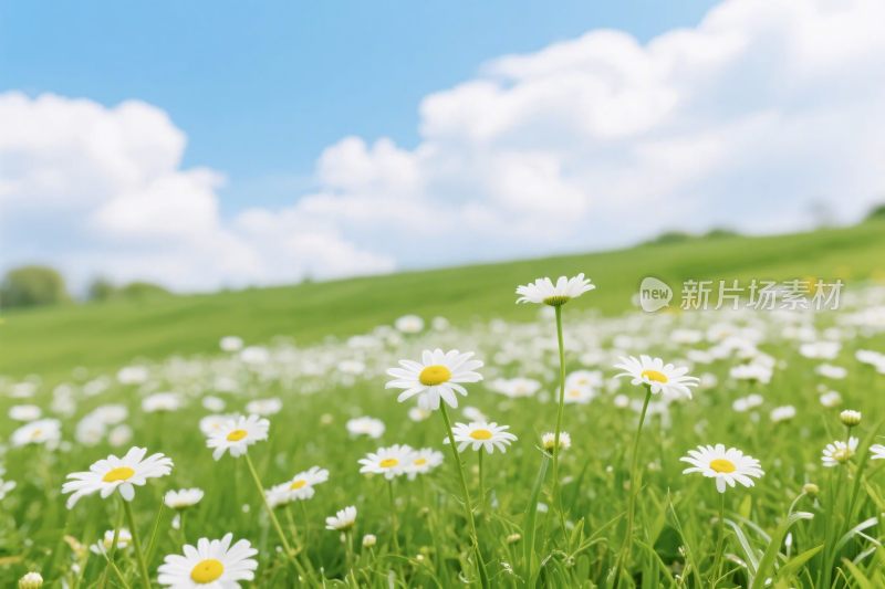 草地雏菊风景图