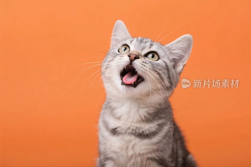 橘色背景小猫表情