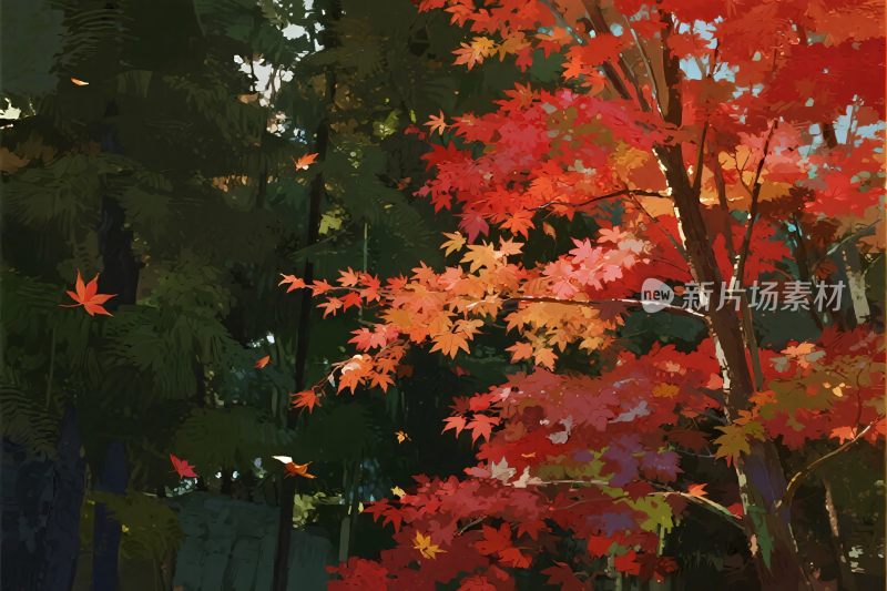 秋日红枫树林景象