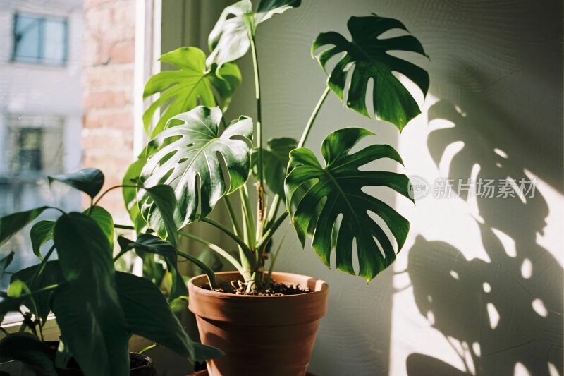 室内龟背竹植物