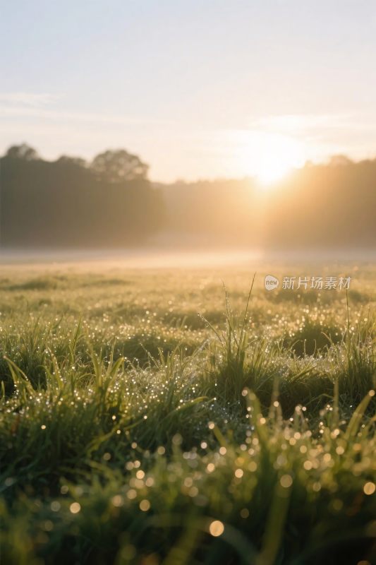 晨光下的草地美景