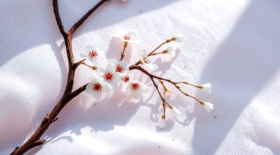 春日限定樱花绽放