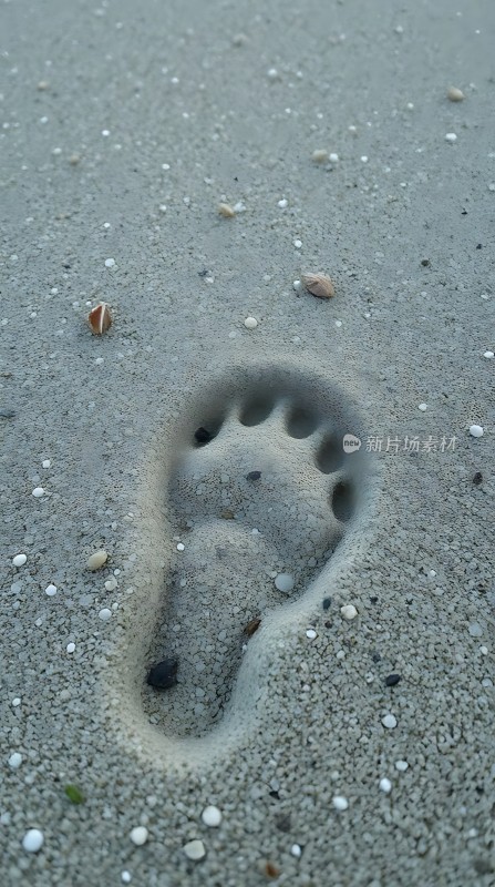 沙滩上的动物脚印