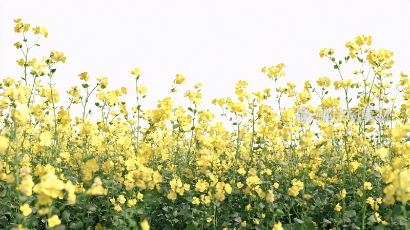 菜籽花素材