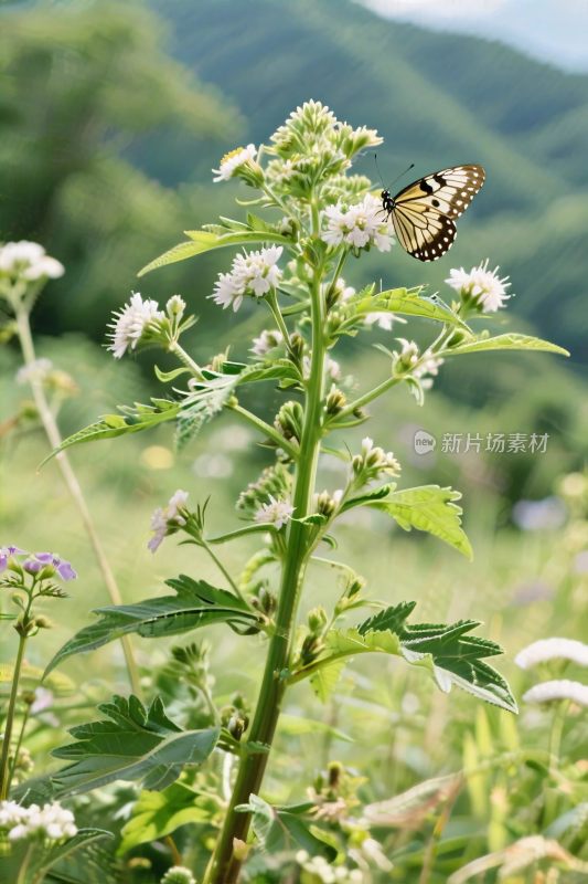 自然景观蝴蝶花丛