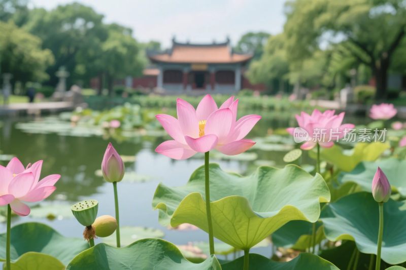荷塘古建荷花景观