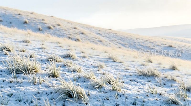 雪地上的枯草