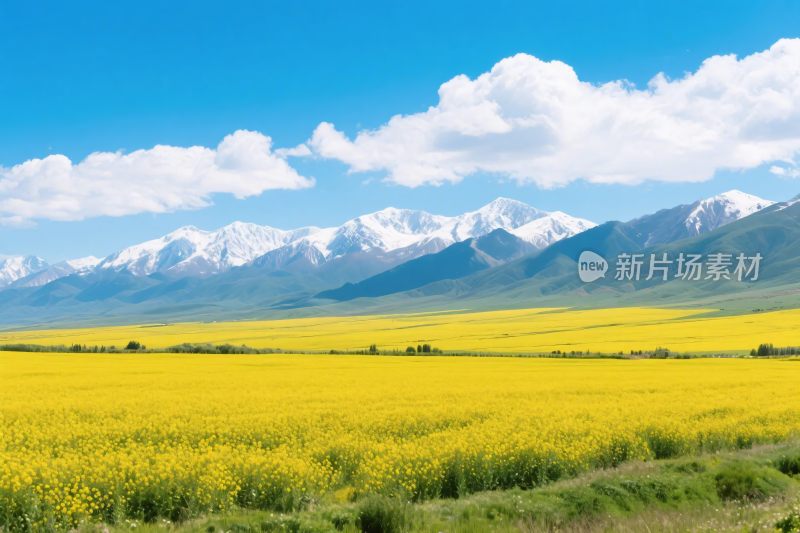 雪山花田田园风光