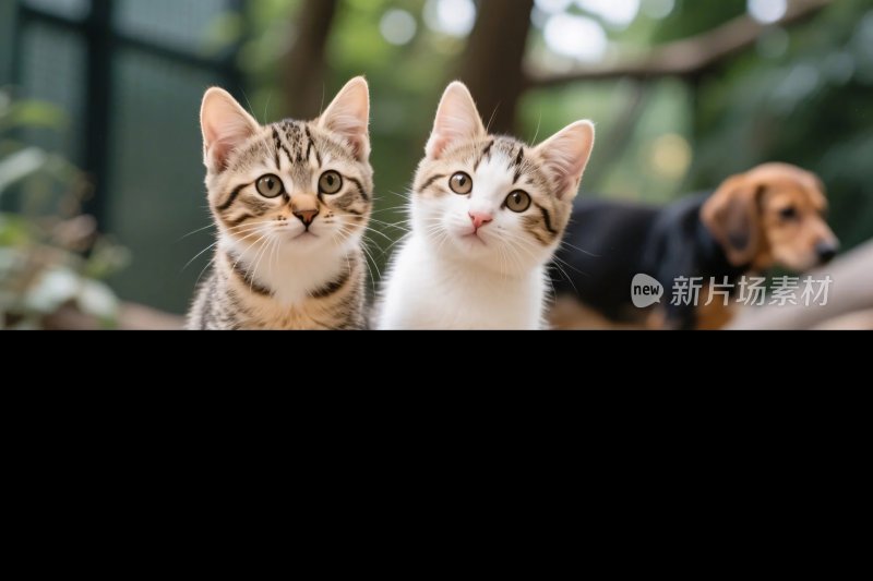 两只小猫和小狗