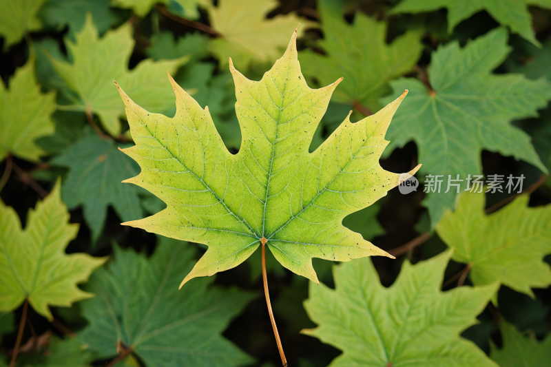 枫树的锯齿叶绿色的叶子高清图片