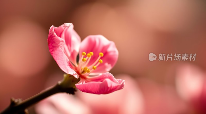 粉红桃花绽放春意盎然