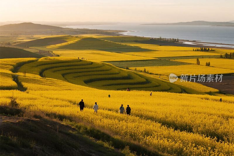 油菜花田园风景