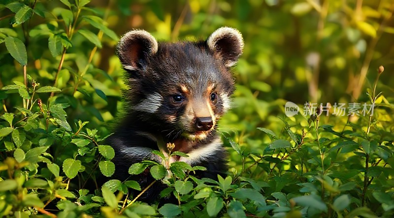 阳光下的浣熊宝宝探出头