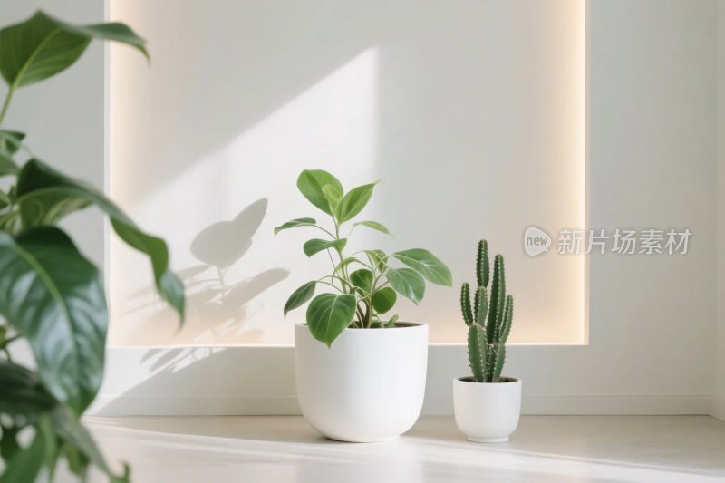 室内绿植布置画面