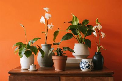 室内植物花盆摆件布置