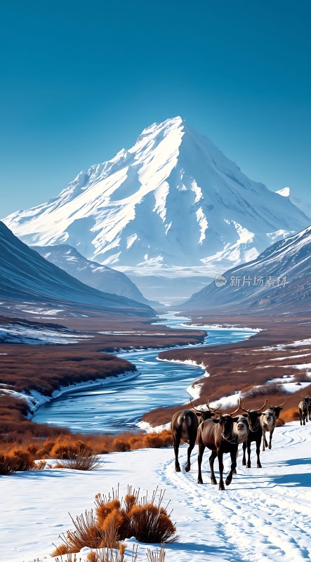 雪山下的牧群