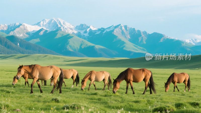 草原上群马与远山的美丽景象
