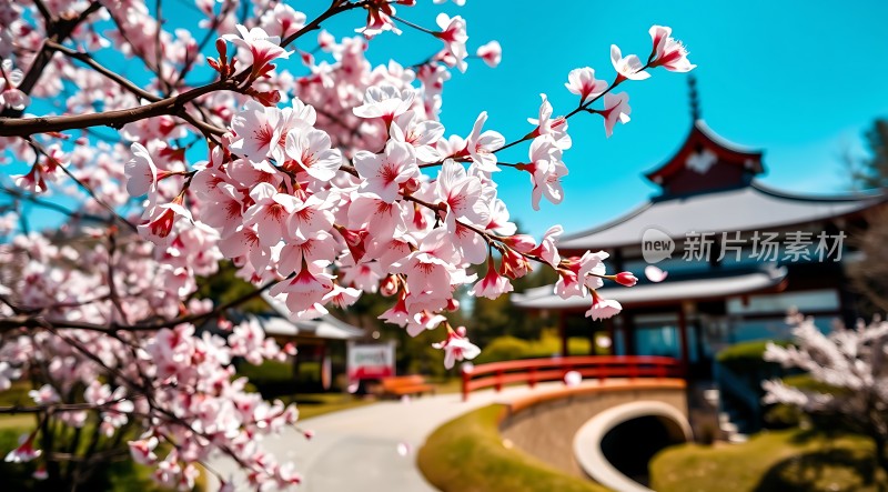 春日樱花绽放古建筑映衬下的小桥流水
