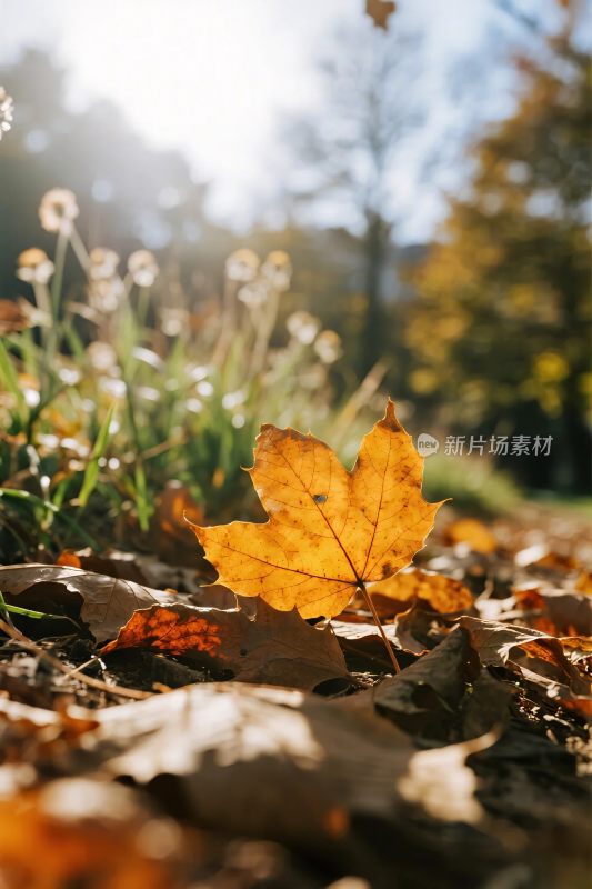 秋日落叶自然景致