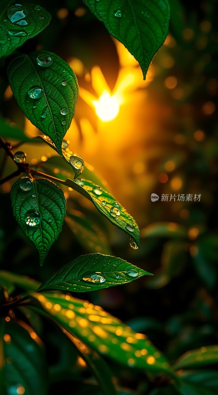 晨光中的露珠与绿叶