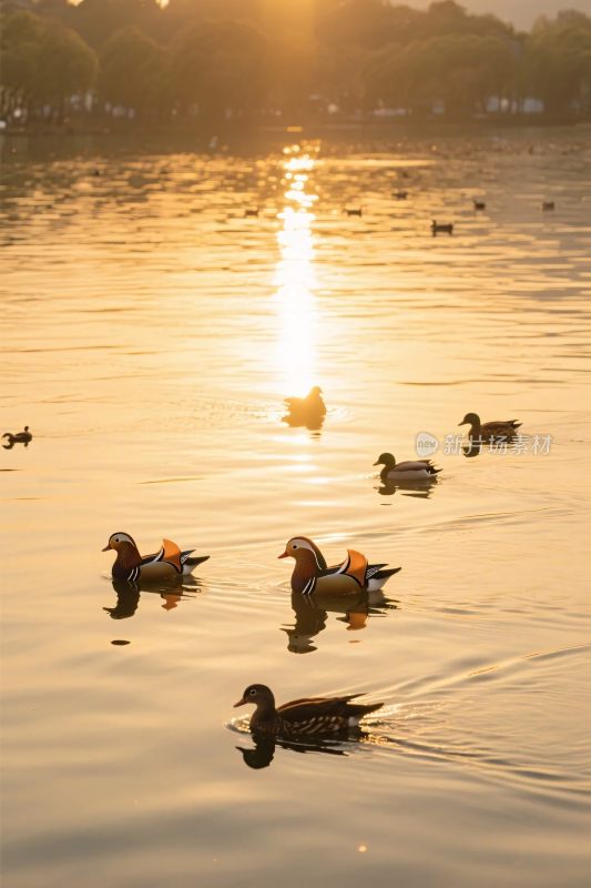 夕阳下鸭子游水场景