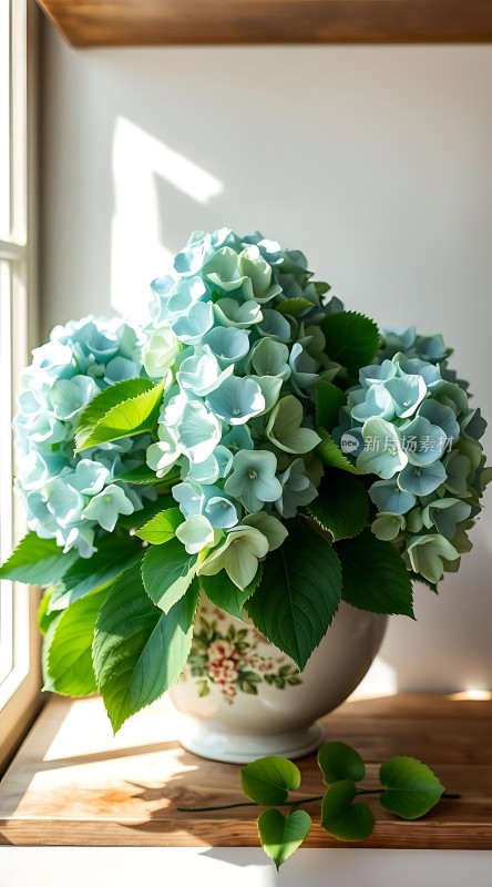 阳光下的蓝色绣球花