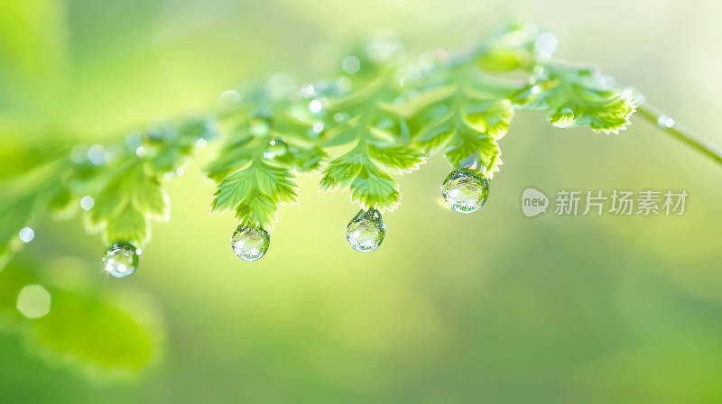 露珠滴落绿叶间