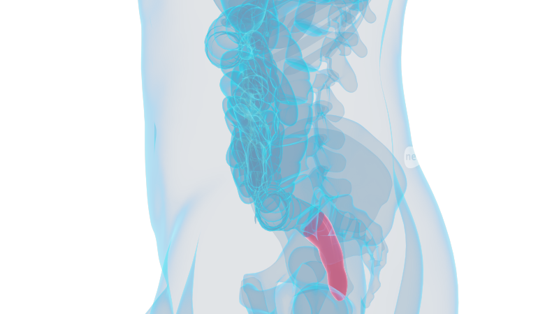 直肠 消化系统十二指肠大肠小肠大肠癌肠胃
