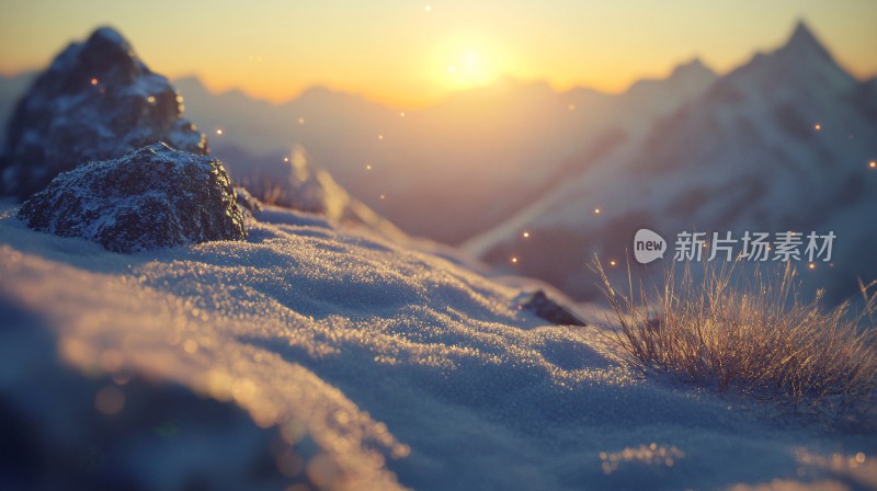 雪地阳光太阳生长