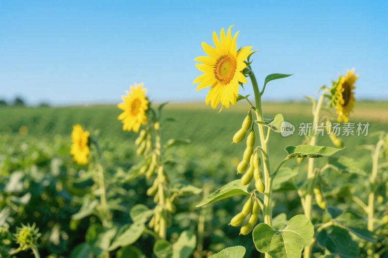 向日葵田园风光