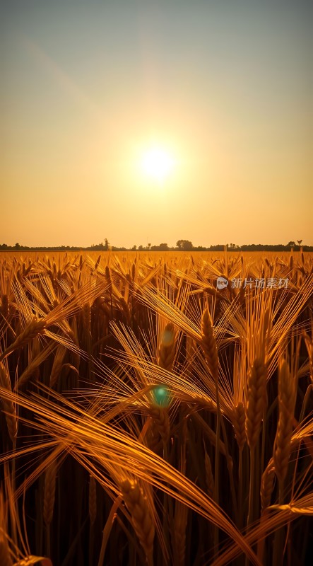 金色麦浪阳光下的丰收景象