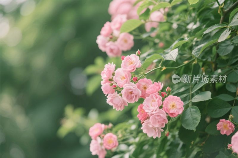 柔美蔷薇花丛特写