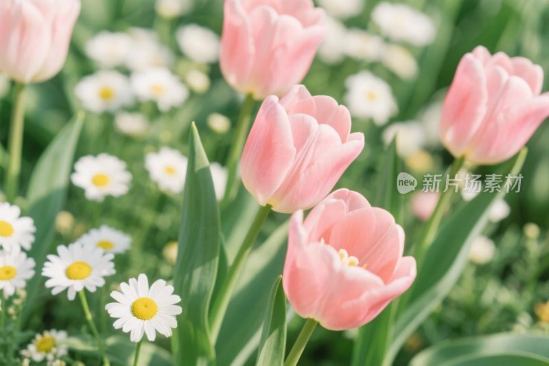 粉色郁金香与雏菊