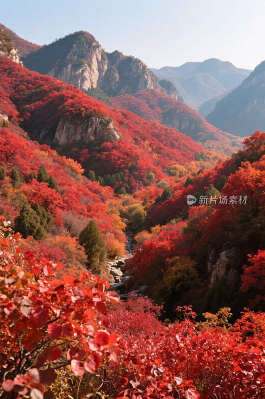 秋季山林红叶图