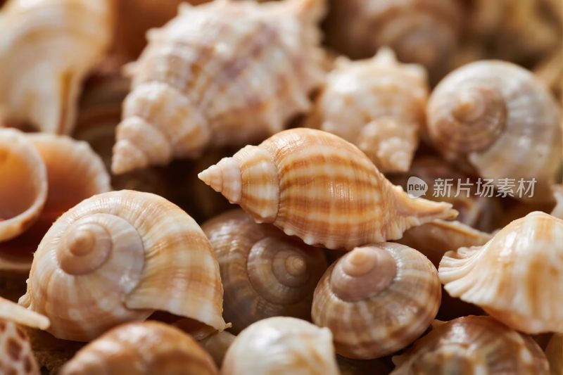 贝壳集合特写