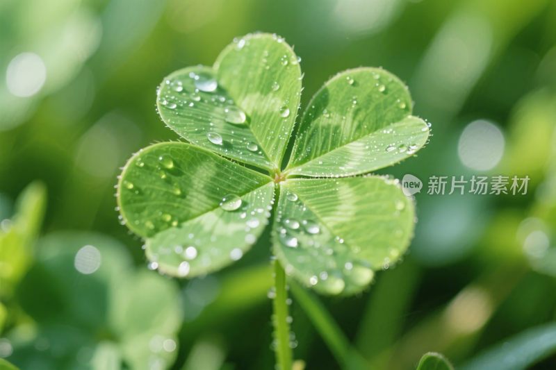 清新四叶草水珠图