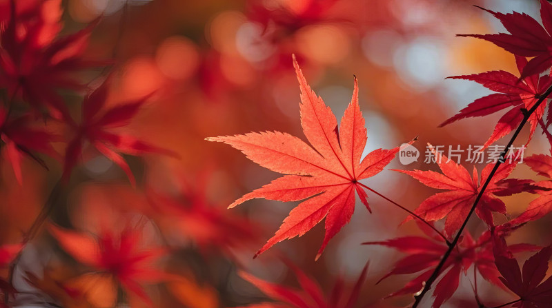 深秋枫叶枫树红叶自然秋季风景植物摄影图