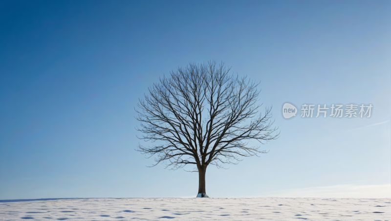 雪地里的一棵光秃秃的树高清风景图片