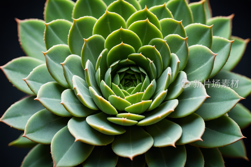 黑色背景的绿色植物特写高清图片