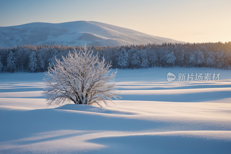 雪景田野中央一棵孤树高清风景图片