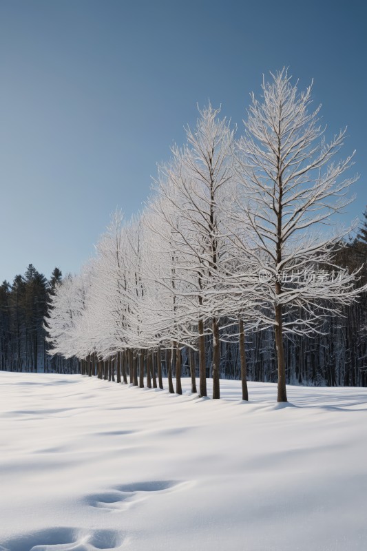 雪树在雪地里排列着一条小路雪地里有脚印