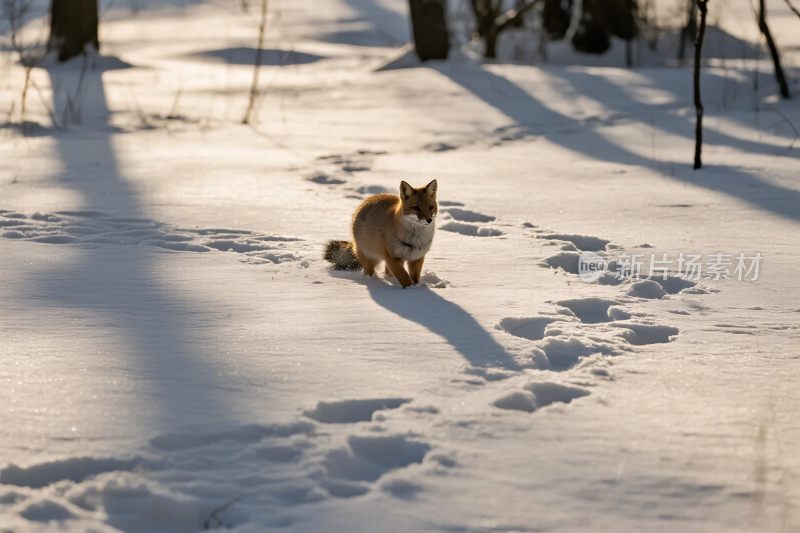 雪地狐狸脚印