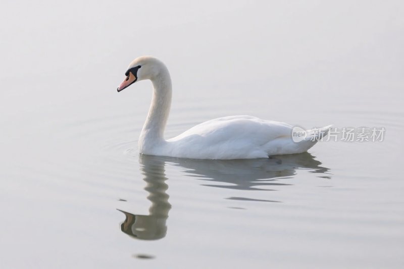 天鹅水面游动图