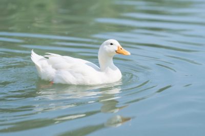 水面白鸭游动图 水面白鸭游动图
