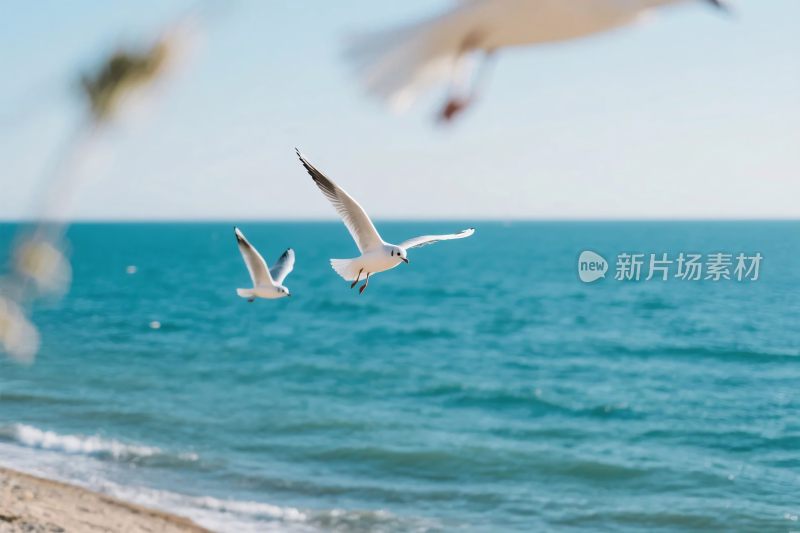 海鸥飞翔与海洋